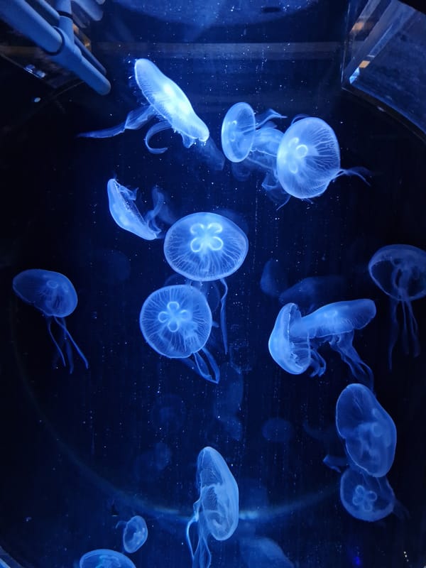 Visitor documents aquarium marine life exhibits in Palma de Mallorca