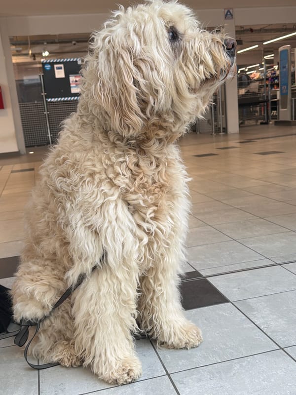 Dog owner shops at French-themed store during Easter season