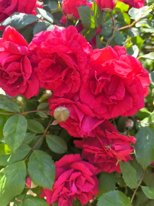 Red roses in full bloom observed in Priseltsi, Bulgaria
