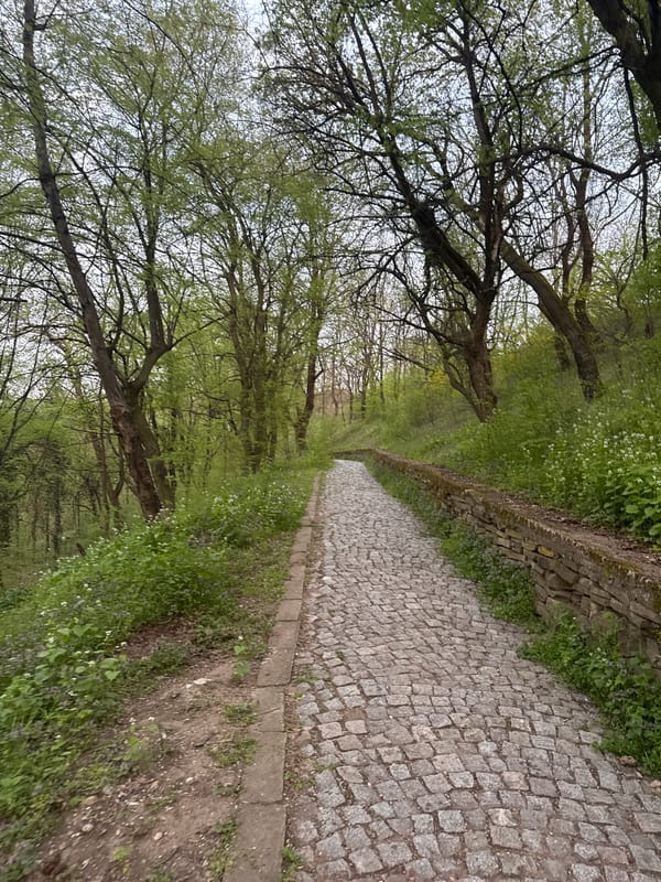 Spring woodland scenes documented along cobblestone paths in Montana, Bulgaria