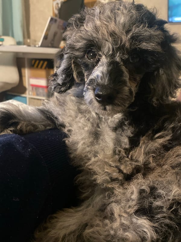 Saint Petersburg apartment: a poodle puppy and architectural sketchbooks