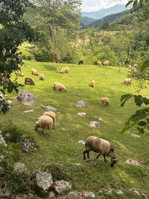 Sheep graze peacefully in Montenegro meadow