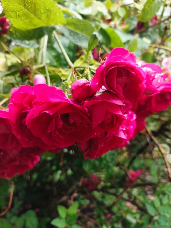 Wet roses and a carved headboard outdoors, same morning