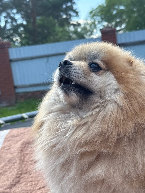 Dogs spotted in outdoor scenes across Russian cities