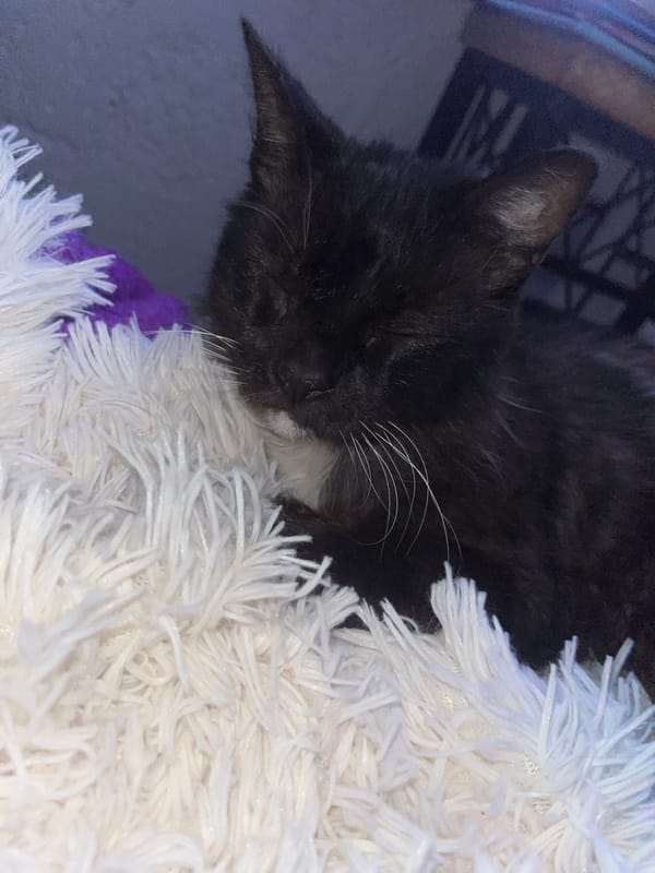 Black cat with white whiskers sleeps on fluffy white bed