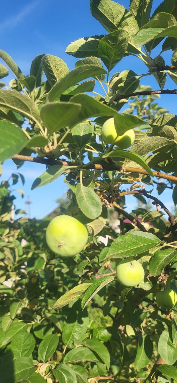 Midsummer garden fruit in full ripeness, Oskemen Kazakhstan
