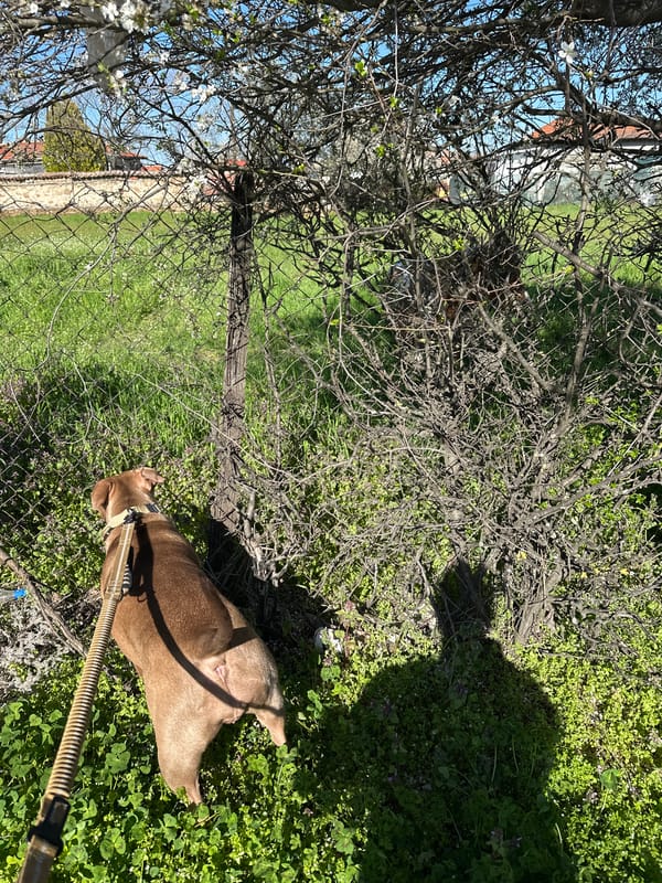Brown dog rests on leash near fence in Malevo