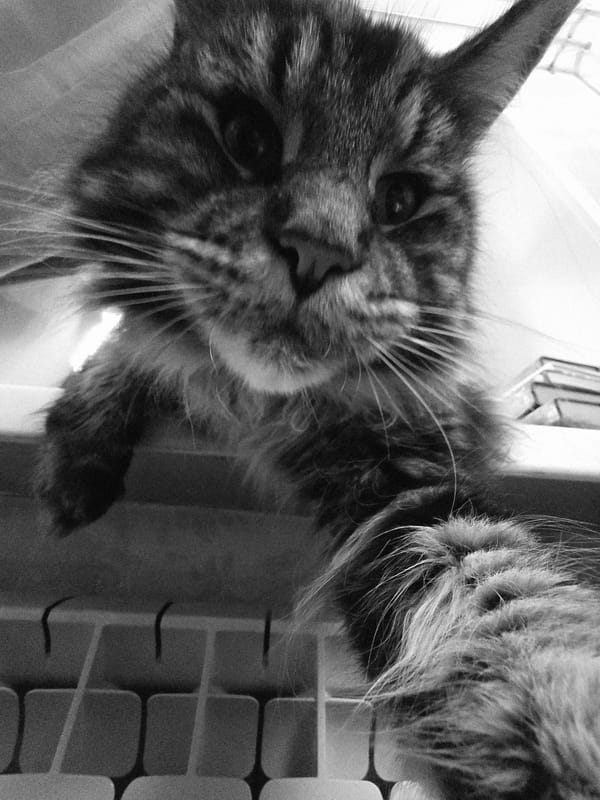 Close-up cat photography session in Krasnoyarsk