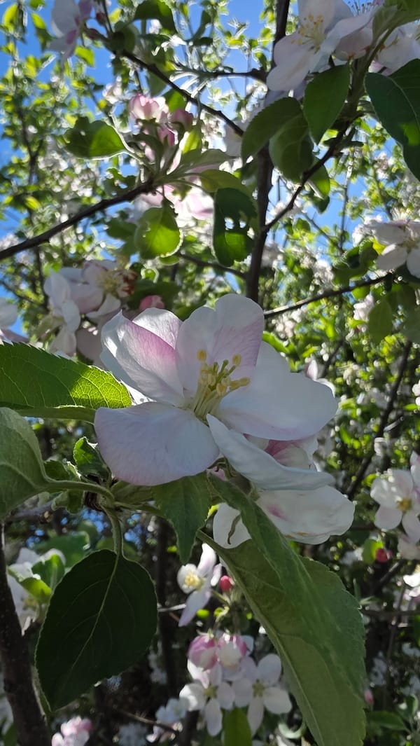 Spring Day Life Documented Across Blagoevgrad, Bulgaria