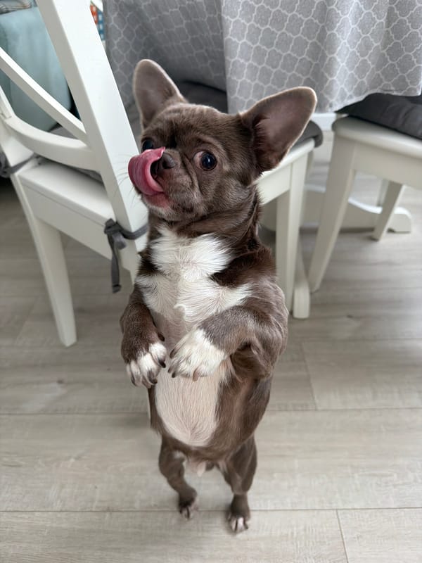 Morning household scenes with playful Chihuahua and feeding baby