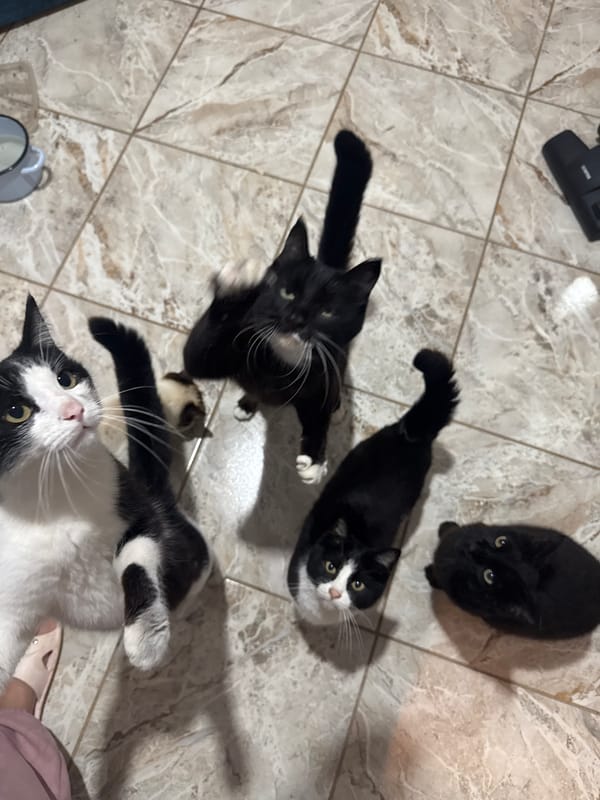 Cats, dogs, and home life at a rural Ukrainian household