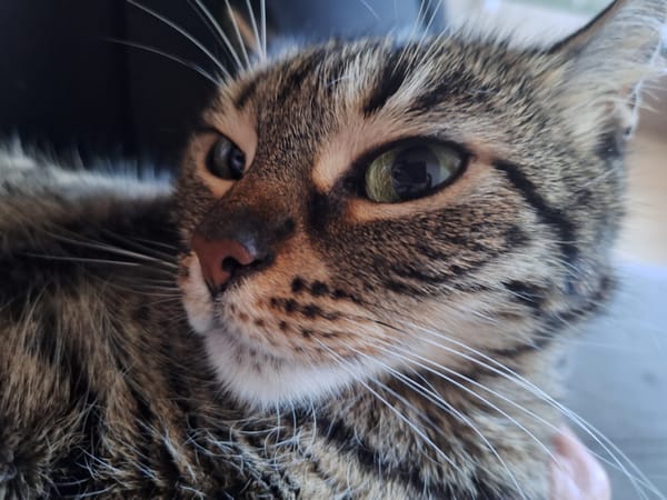 Tabby cat photographed in close-up portraits Friday afternoon