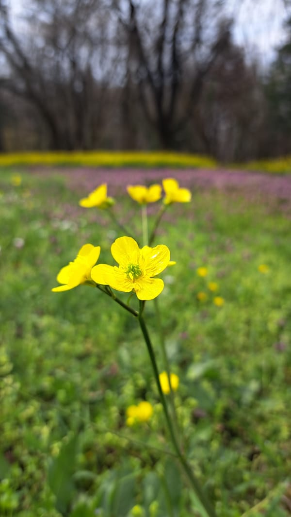 Spring wildflower stop captured in Bulgarian countryside