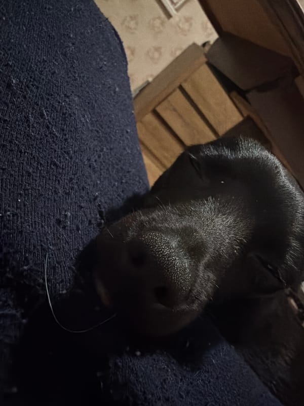 Black dog sleeps peacefully on fabric in Sofia