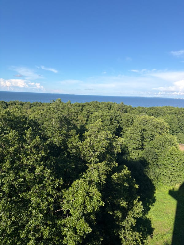 Forest meets water views from a raised vantage in coastal Estonia