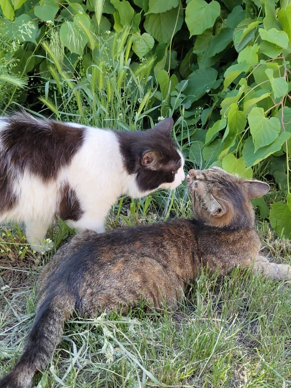 Two cats rest peacefully in outdoor grassy setting