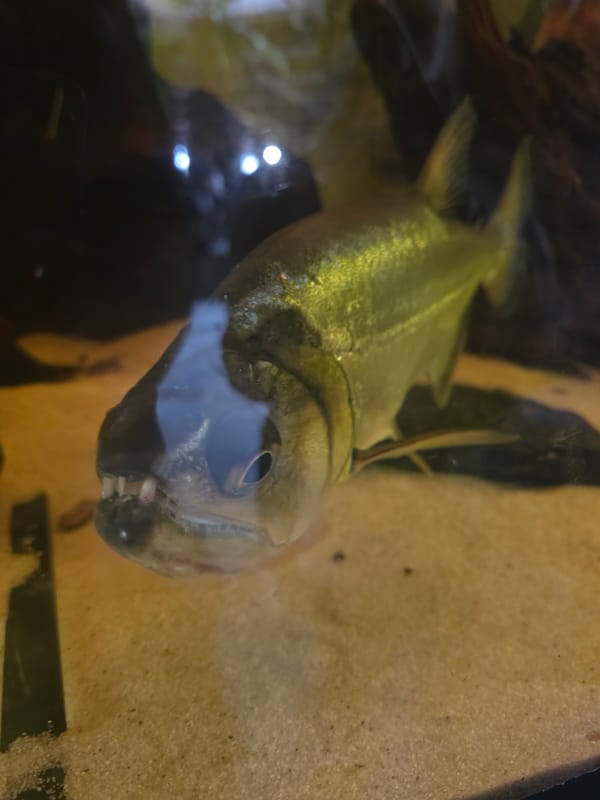 Sofia Zoo visitors spot pacu fish, white tiger during midday visit
