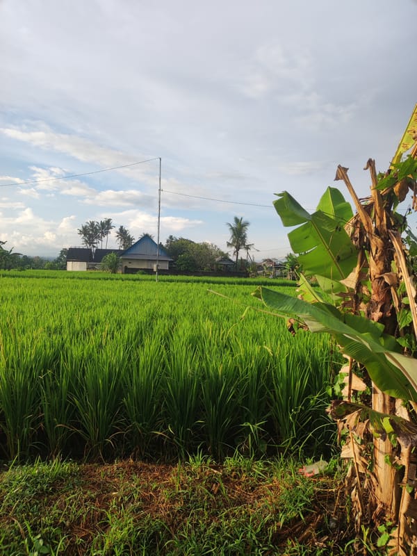 Motorcycle journey through rural rice paddies in Abiansemal Indonesia