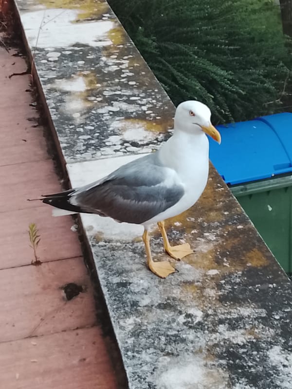 Seagull on a ledge, Nesebar's seaside old town