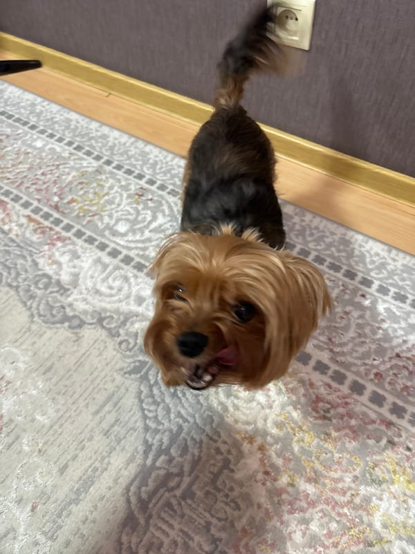 Yorkshire Terrier relaxing around an Astana apartment