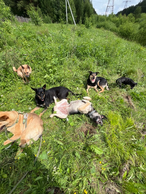 Dogs play with toys in Russian field morning session