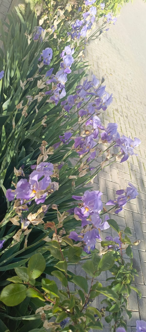 Spring flowers bloom in Sevastopol gardens amid May sunshine