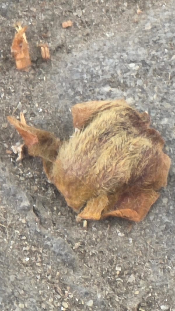 Urban nature: dried flowers and pigeon observed in Blagoevgrad