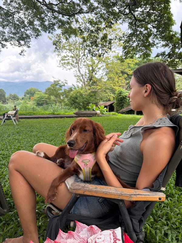 Lazy morning on a grassy lawn with a small dog in Chiang Mai