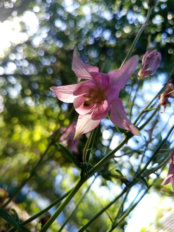Spring flowers bloom in Serhiivka garden, Ukraine