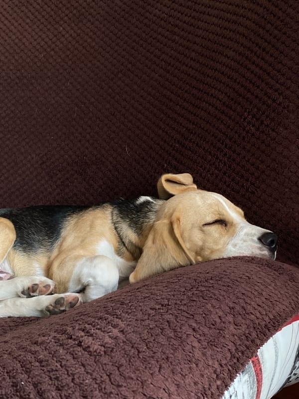 Beagle napping at home, plus street views from Perm