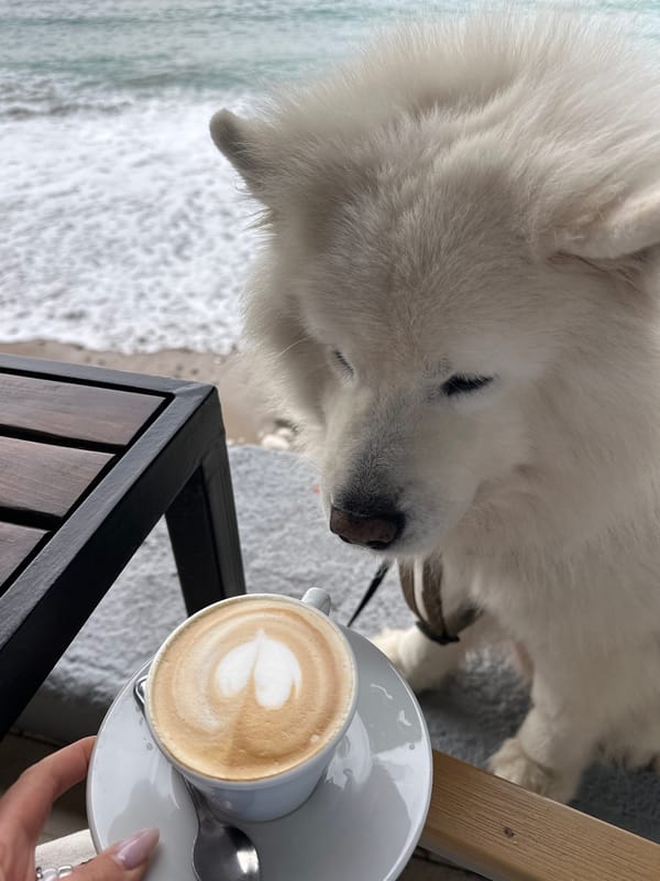 Samoyed enjoys morning coffee by beach in Montenegro