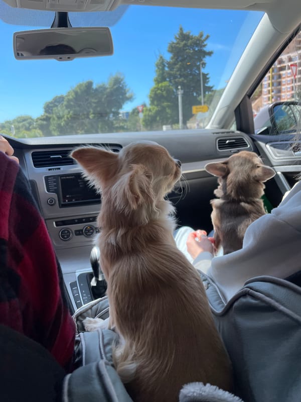 Woman sunbathes at water's edge on Rafailovići beach