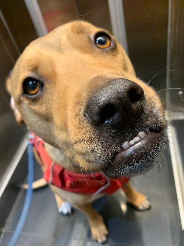 Everyday moments with dog and elevator captured in Tel Aviv