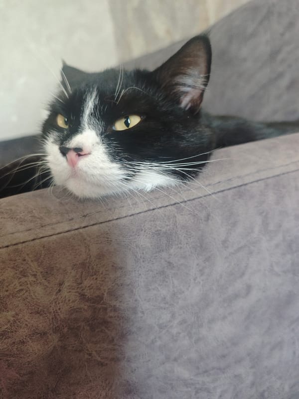 Black and white cat lounging on a gray sofa