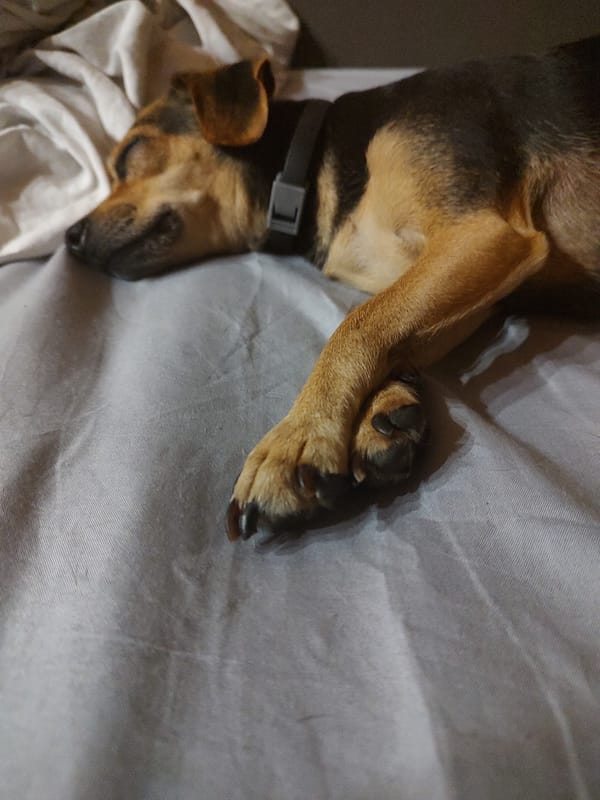 Quiet afternoon in Tervel: dogs, home interiors, and street scenes