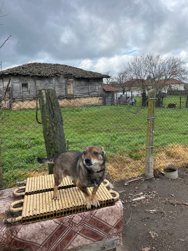 Dog spotted in rural Sredkovets countryside under overcast skies