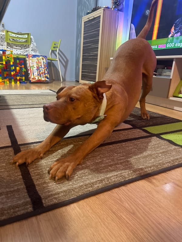Dog's lazy afternoon captured in 30 intimate domestic moments