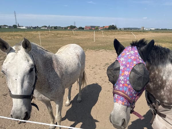 Dapple gray horses in a sunny Belgian paddock