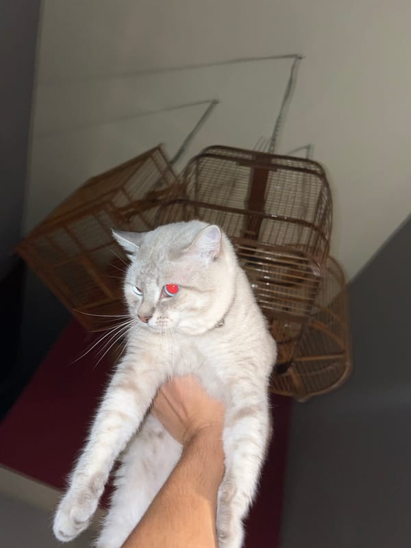 Domestic cat observed in routine indoor activities over 12-minute period