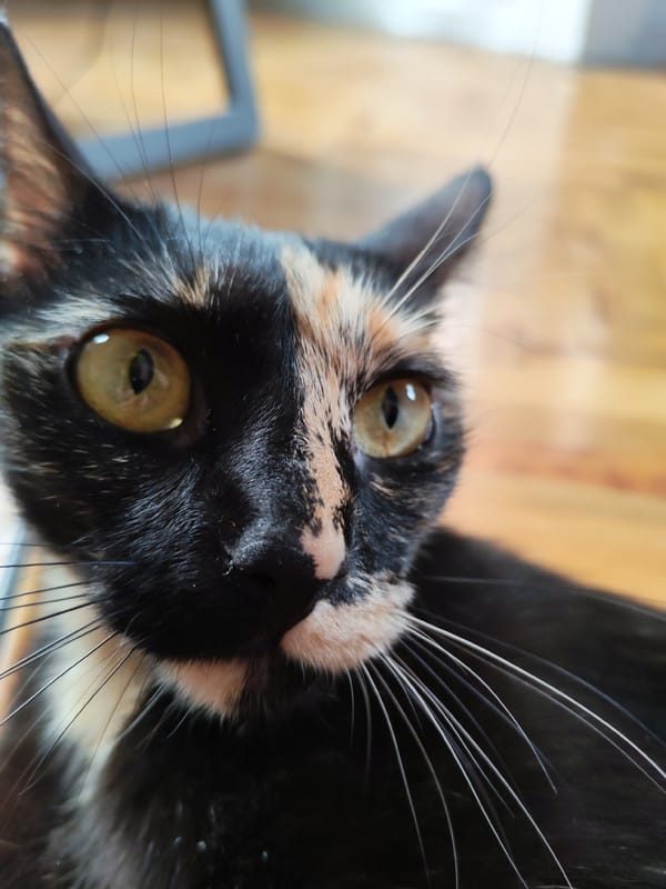 Morning nature walk captures local cats and spring flowers