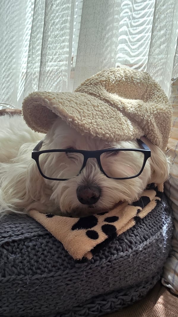 Dog Dressed in Glasses and Hat Photographed in Bulgaria
