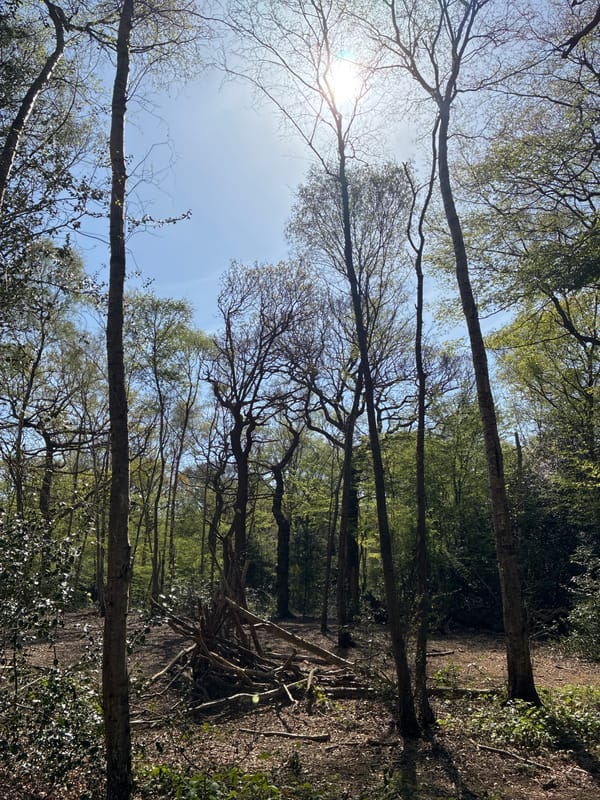 Dogs enjoy woodland walk in London park