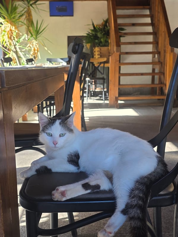 Cat spotted on chair in Bulgarian village
