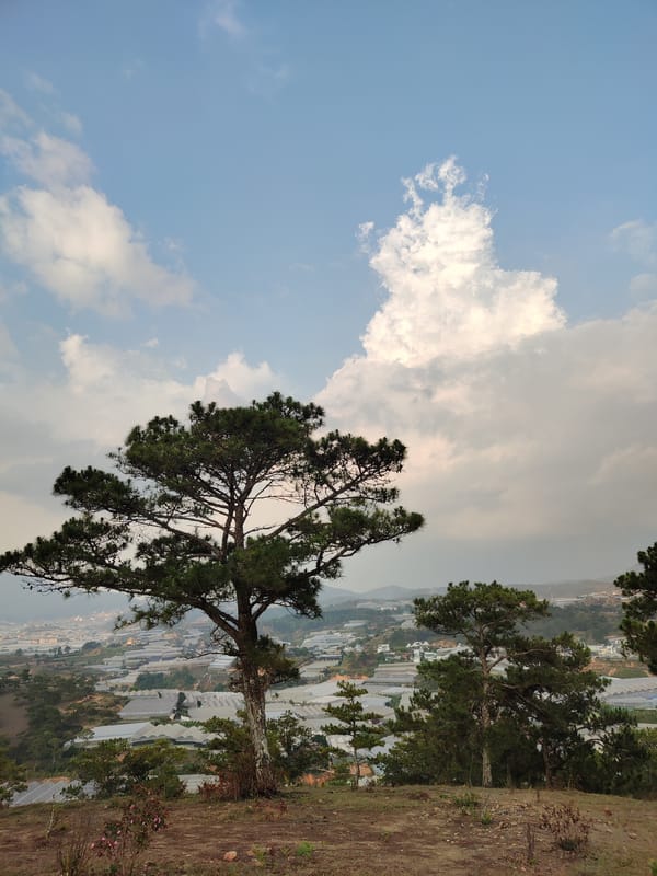 Pine forest landscape documented in Lạc Dương, Vietnam