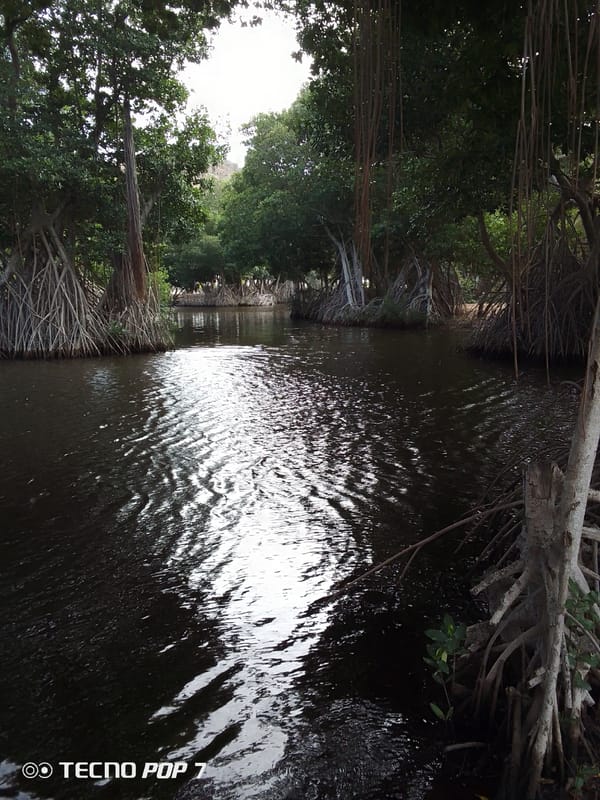 Mangrove waterway documented in Venezuelan coastal ecosystem