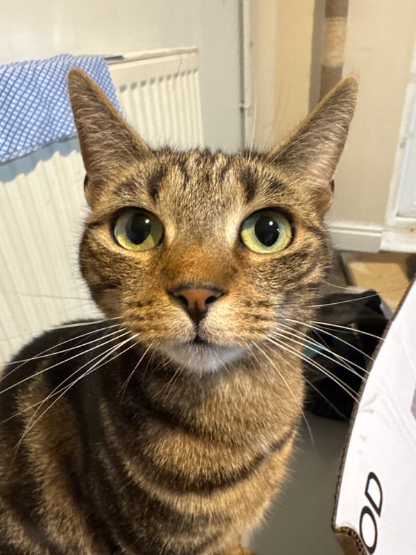 Cats observed lounging around Desborough home Tuesday evening