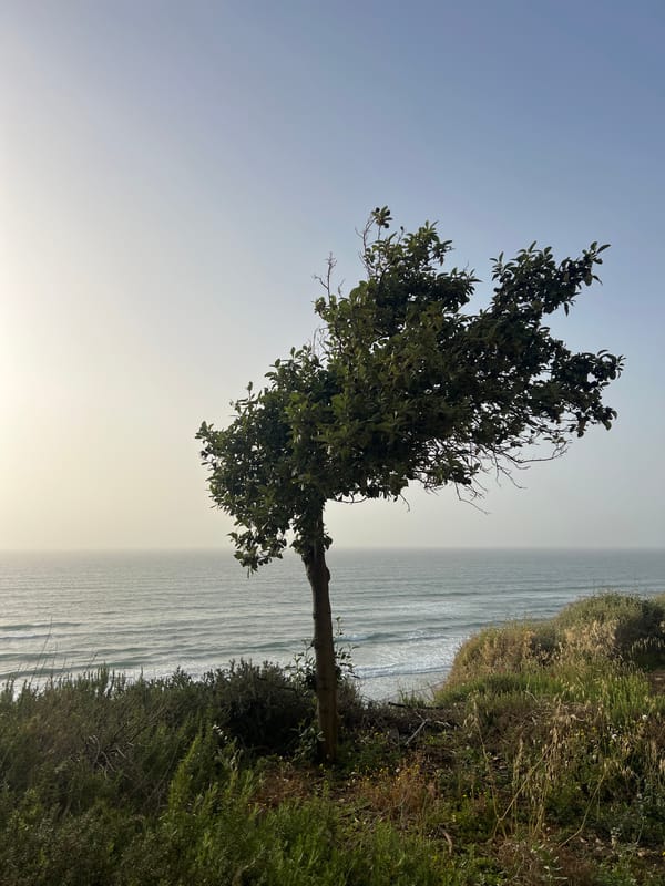 Afternoon scenes captured along Netanya's Mediterranean coastal walkway