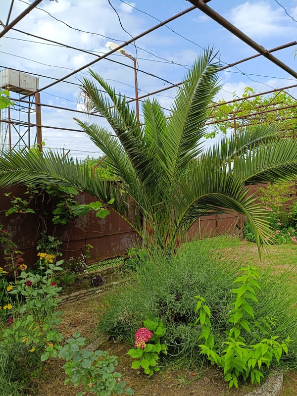 Morning garden scenes documented in Giachrypsh, Abkhazia