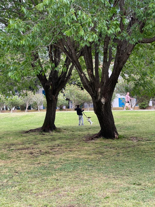 Girl plays with dog in Budva park