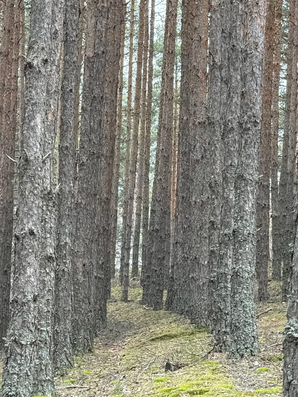 Pine forest landscape documented near Velingrad, Bulgaria